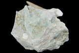 Otodus Shark Tooth Fossil In Rock - Eocene #87029-1